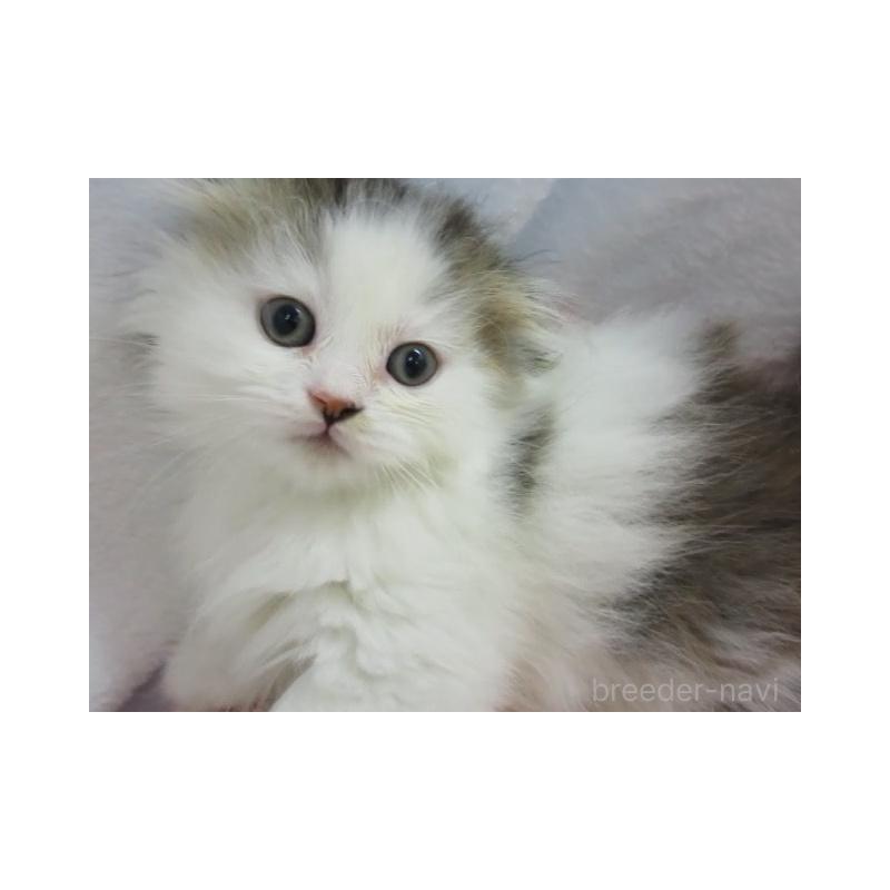 販売中の神奈川県のミヌエット(短足)-137453の4枚目