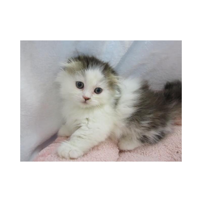 販売中の神奈川県のミヌエット(短足)-137453の3枚目