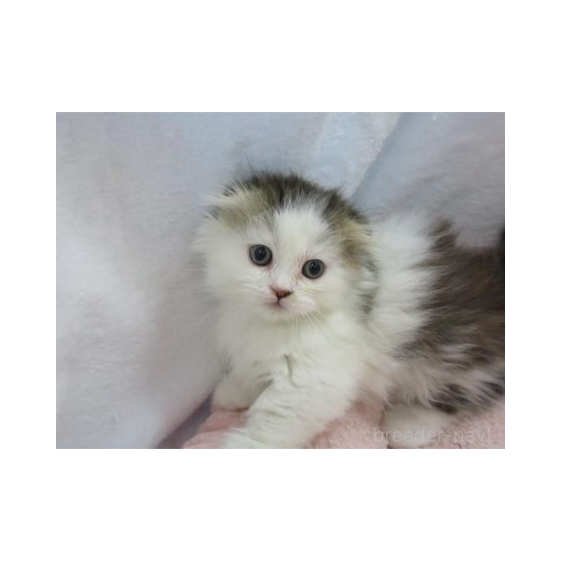 販売中の神奈川県のミヌエット(短足)-137453の2枚目