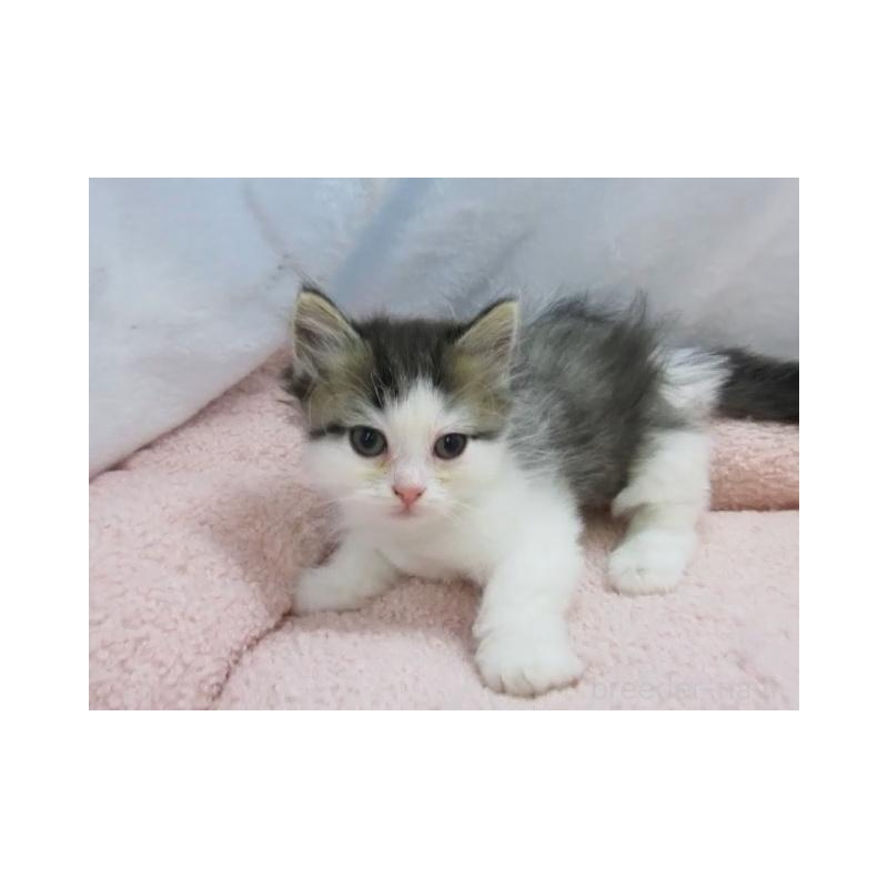 販売中の神奈川県のミヌエット-137454