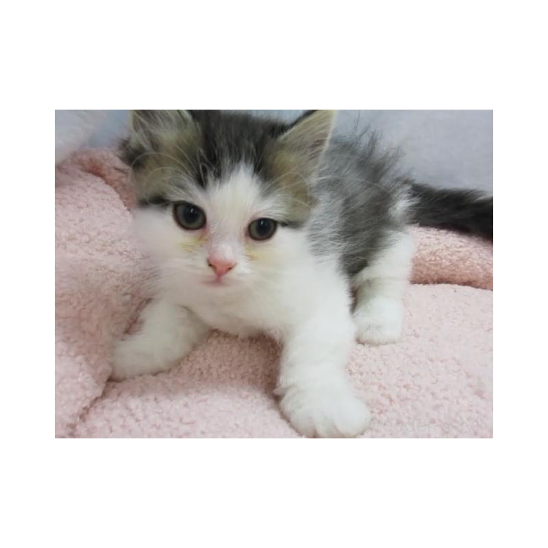 販売中の神奈川県のミヌエット-137454の6枚目