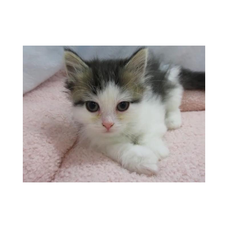 販売中の神奈川県のミヌエット-137454の5枚目