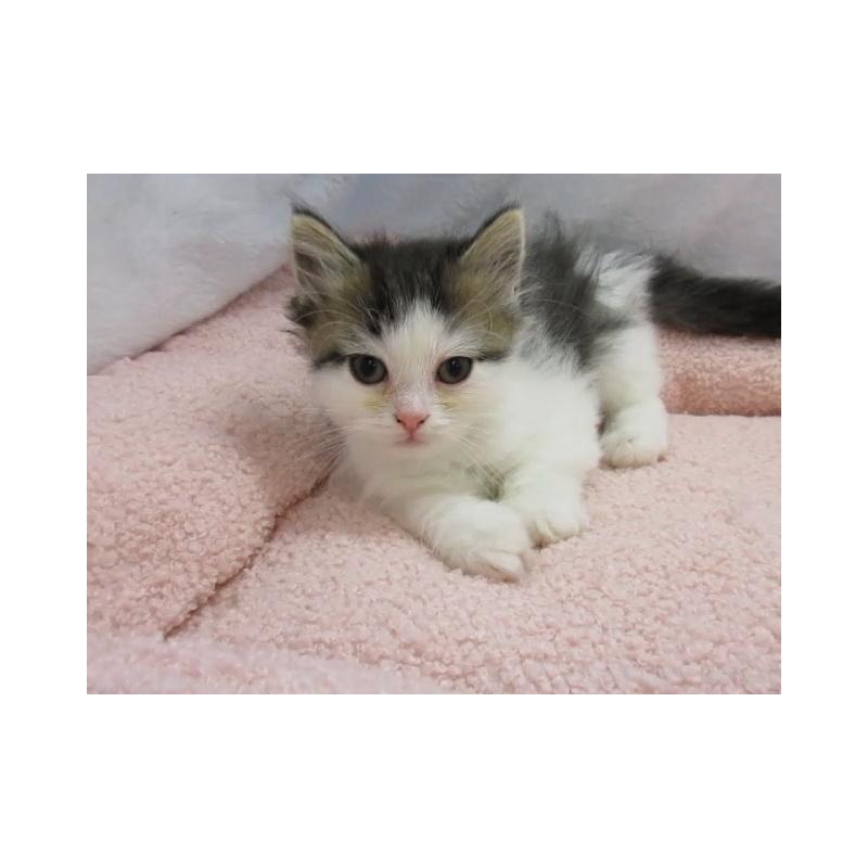 販売中の神奈川県のミヌエット-137454の4枚目