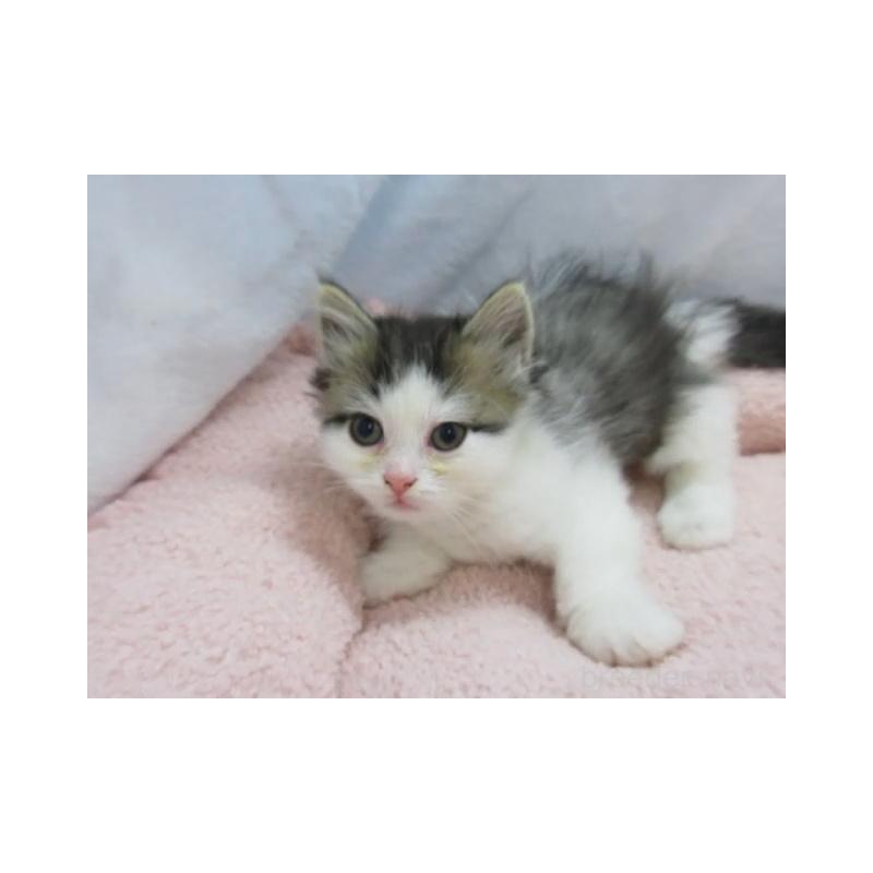 販売中の神奈川県のミヌエット-137454の3枚目