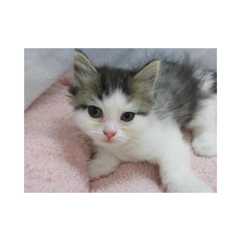 販売中の神奈川県のミヌエット-137454の2枚目