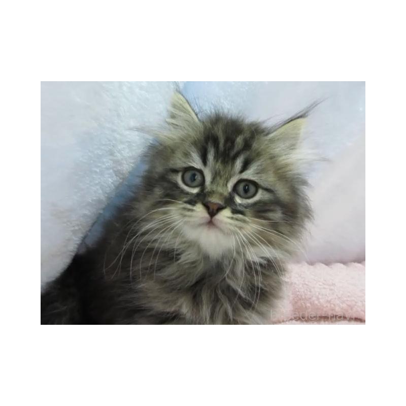 販売中の神奈川県のミヌエット-137455