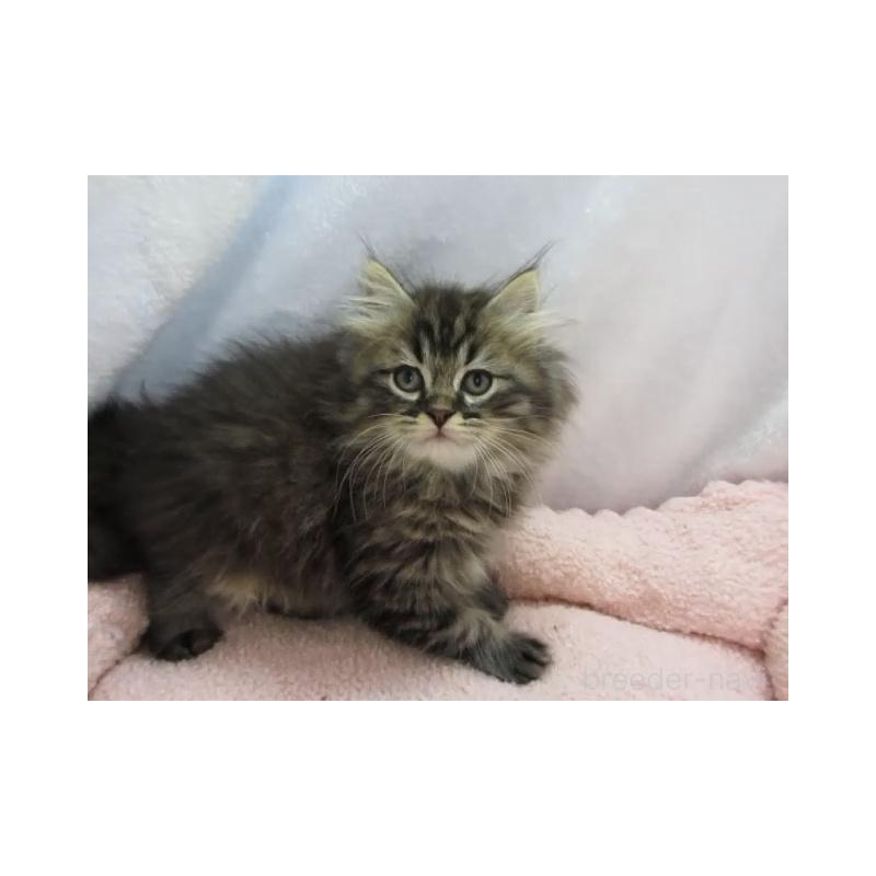 販売中の神奈川県のミヌエット-137455の3枚目