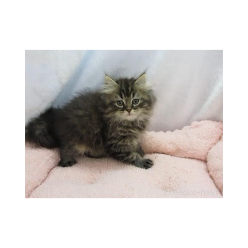 販売中の神奈川県のミヌエット-137455の2枚目