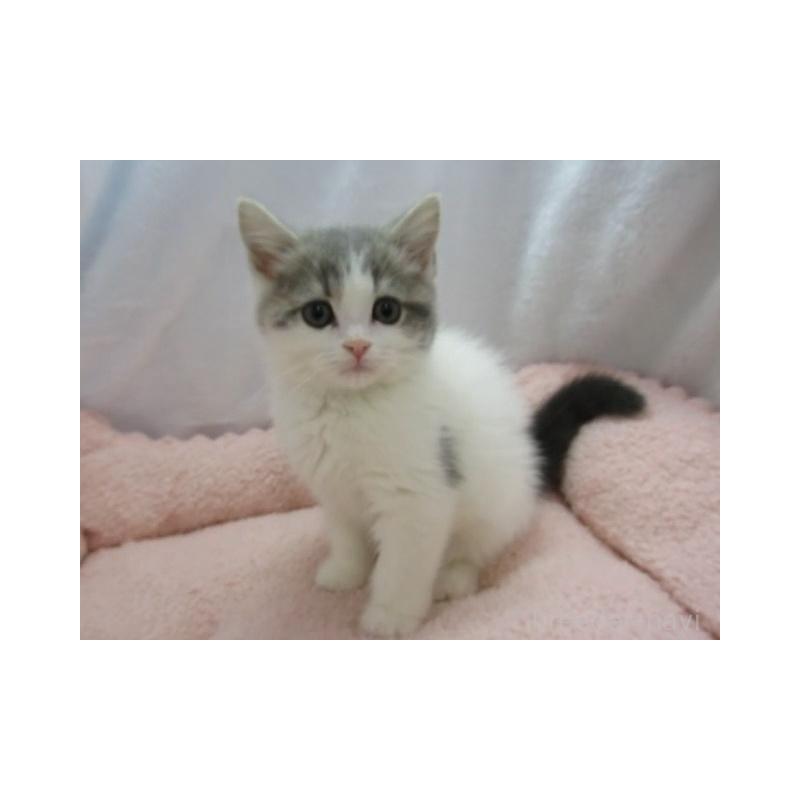 販売中の神奈川県のスコティッシュフォールド-137456