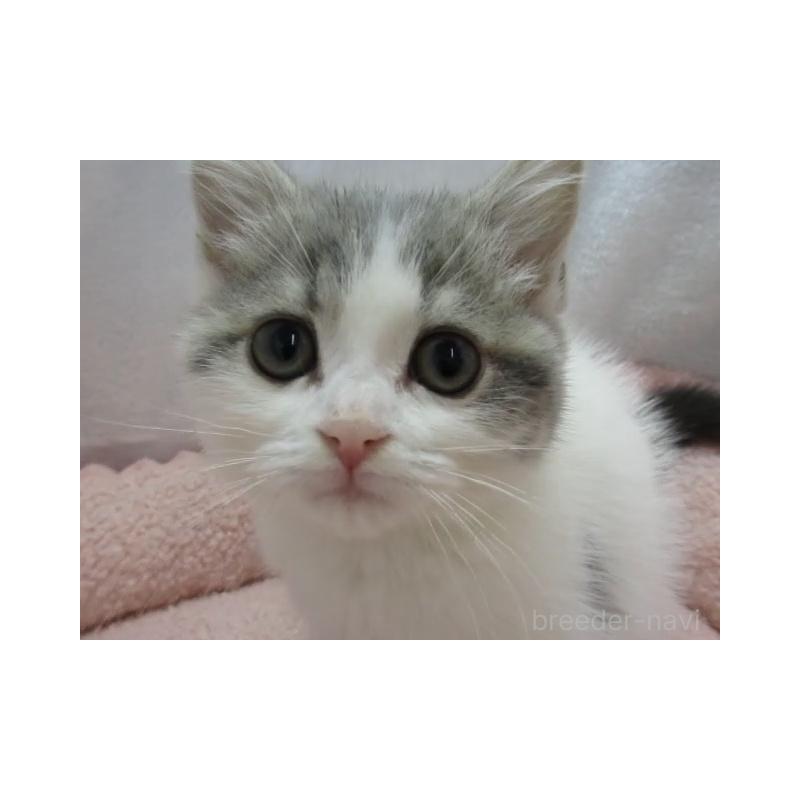 販売中の神奈川県のスコティッシュフォールド-137456の6枚目