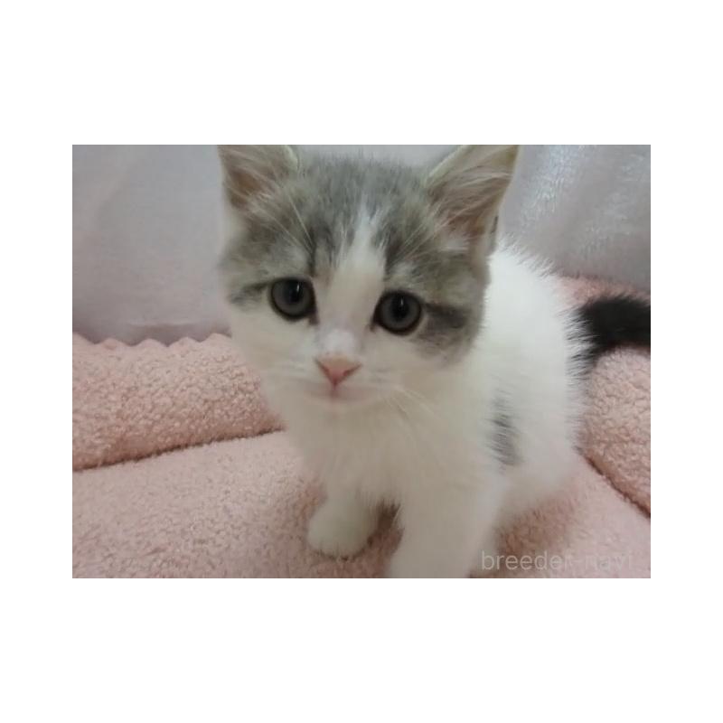 販売中の神奈川県のスコティッシュフォールド-137456の5枚目