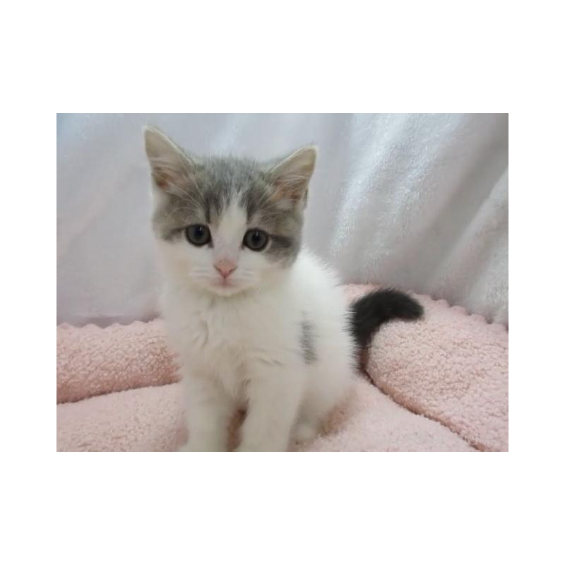 販売中の神奈川県のスコティッシュフォールド-137456の4枚目