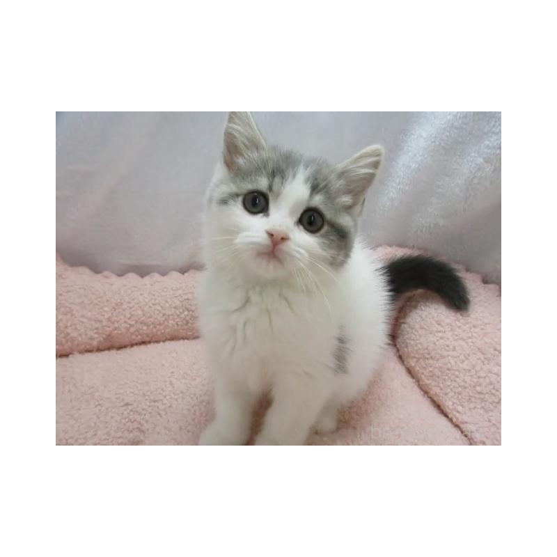 販売中の神奈川県のスコティッシュフォールド-137456の3枚目