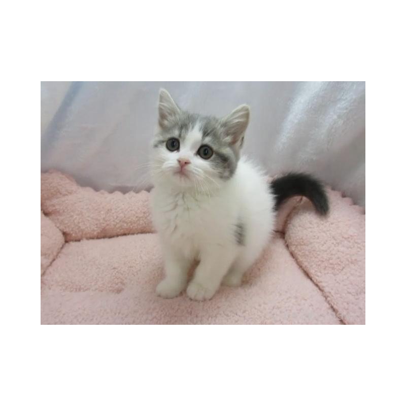 販売中の神奈川県のスコティッシュフォールド-137456の2枚目