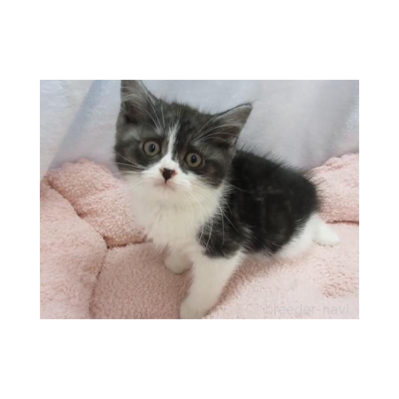 販売中の神奈川県のスコティッシュフォールド-137457の6枚目