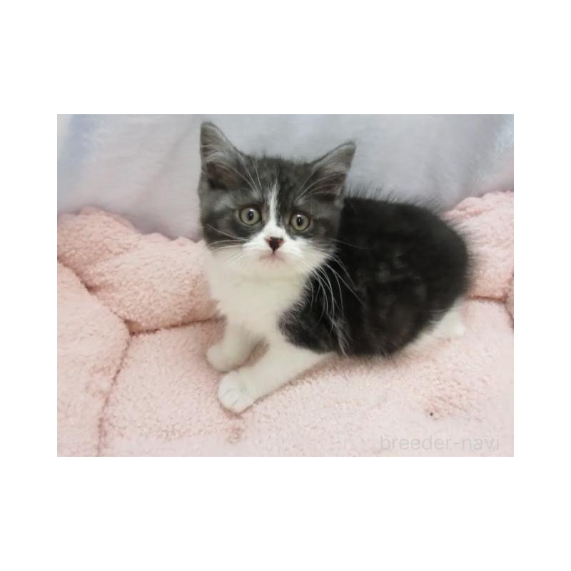 販売中の神奈川県のスコティッシュフォールド-137457の4枚目