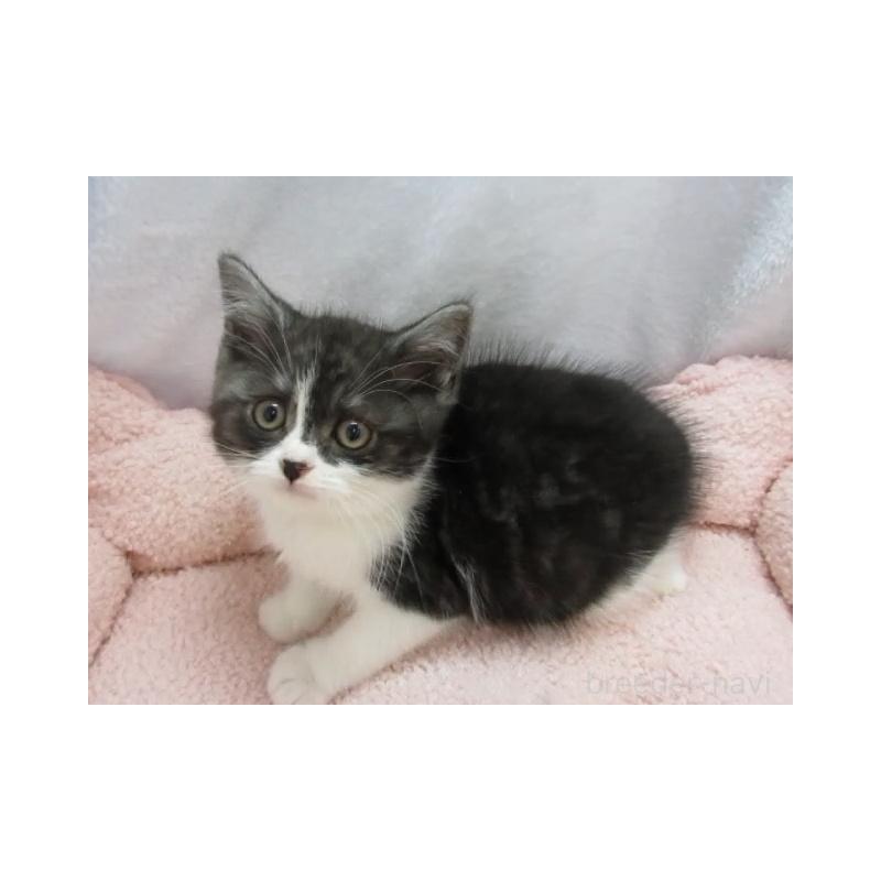 販売中の神奈川県のスコティッシュフォールド-137457の3枚目