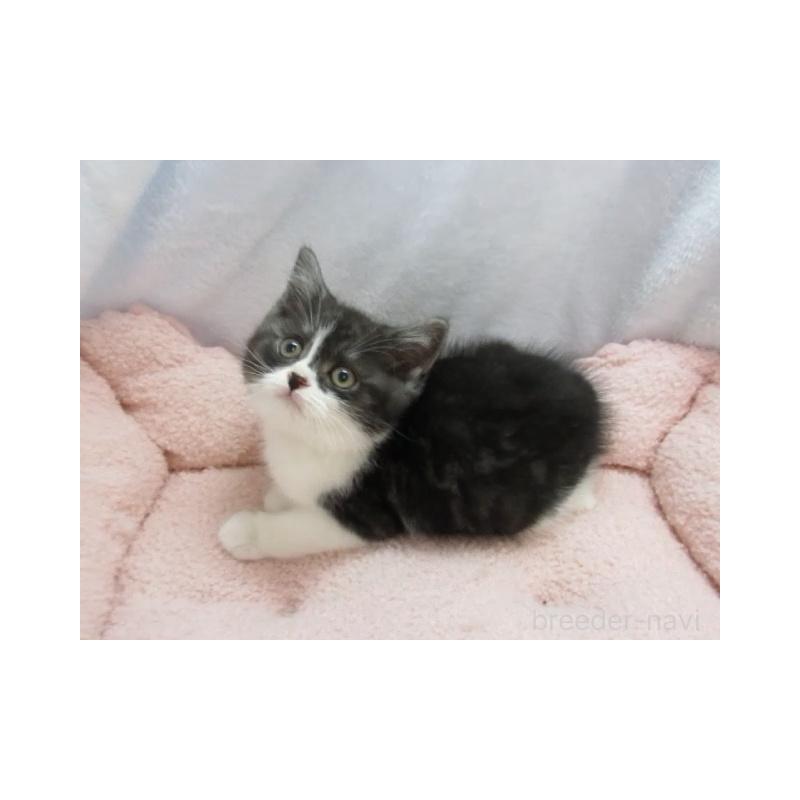 販売中の神奈川県のスコティッシュフォールド-137457の2枚目