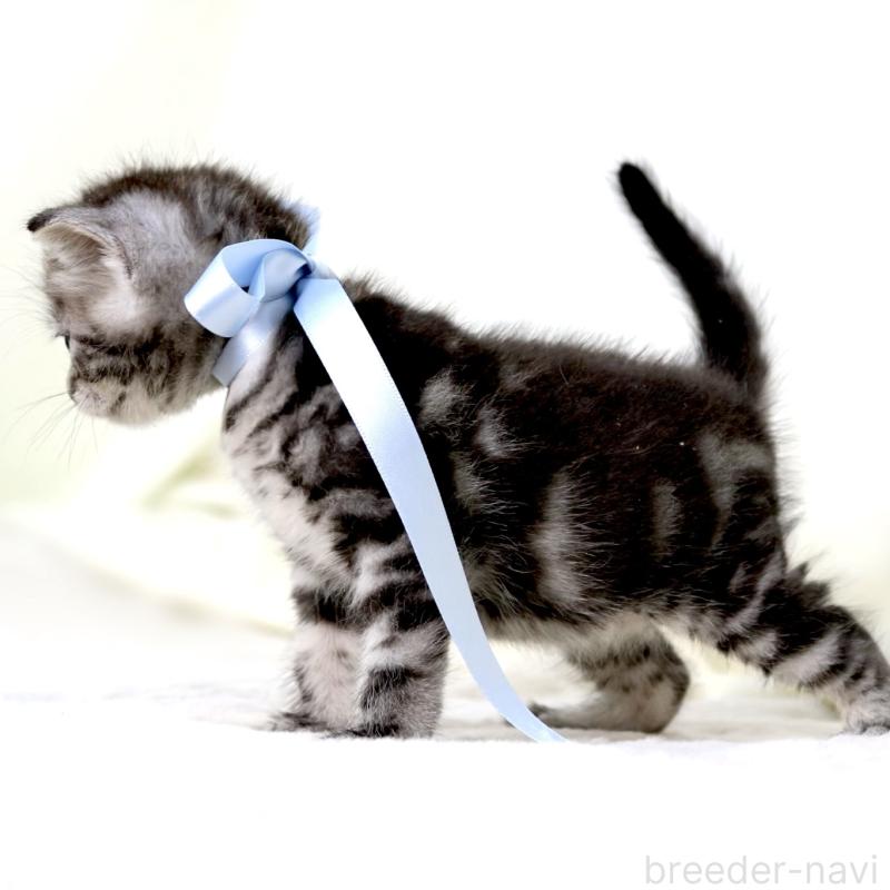 販売中の栃木県のマンチカン-137458の10枚目