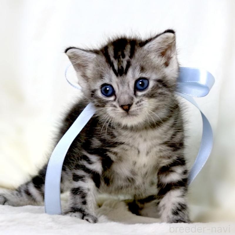 販売中の栃木県のマンチカン-137458の9枚目