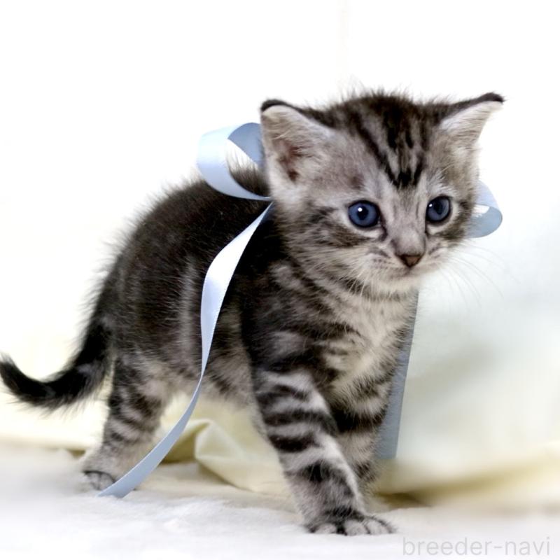 販売中の栃木県のマンチカン-137458の8枚目