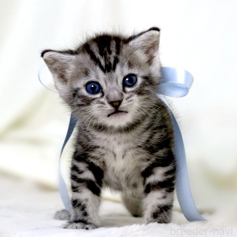 販売中の栃木県のマンチカン-137458の7枚目