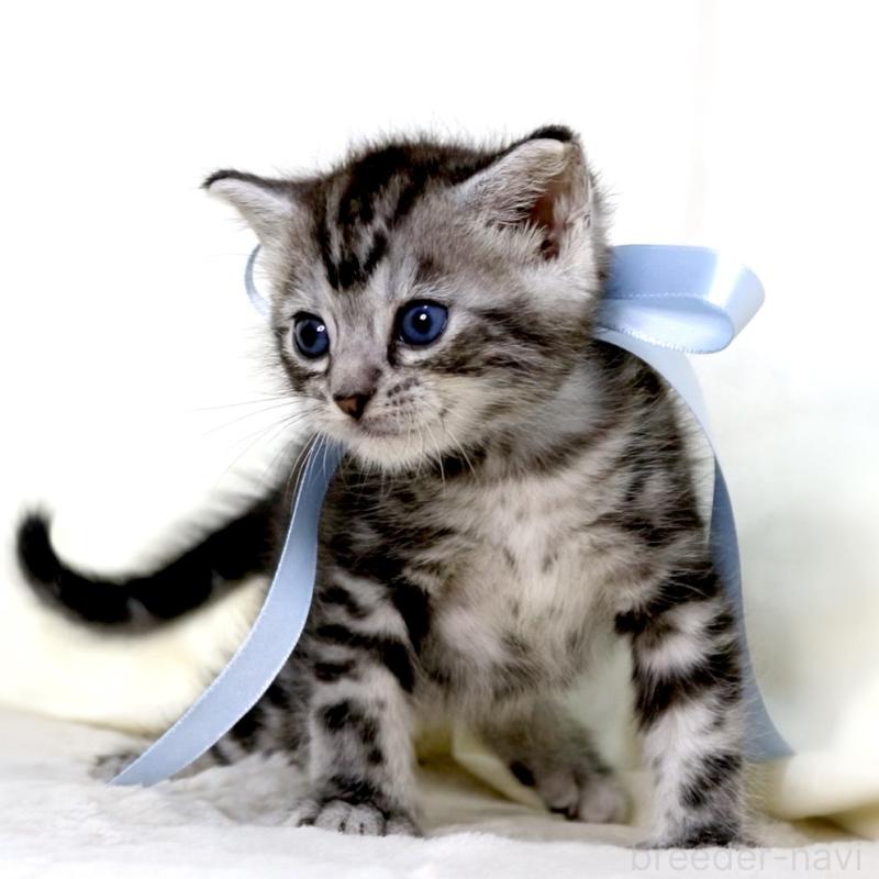 販売中の栃木県のマンチカン-137458の6枚目