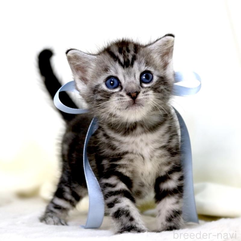 販売中の栃木県のマンチカン-137458の5枚目