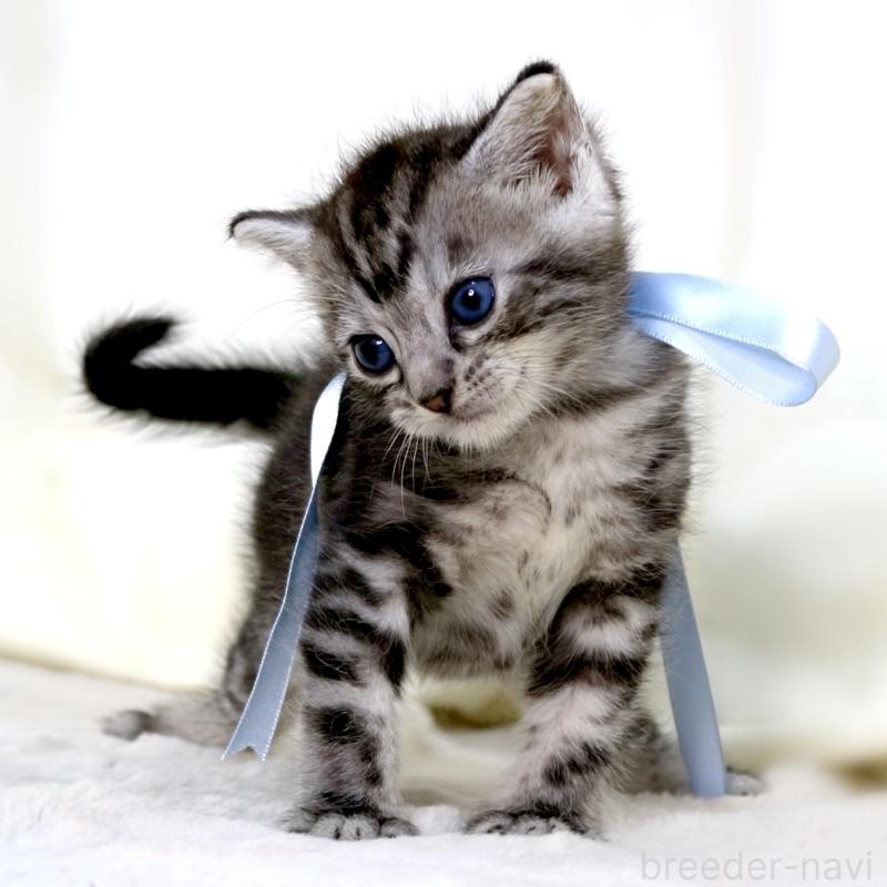 販売中の栃木県のマンチカン-137458の4枚目