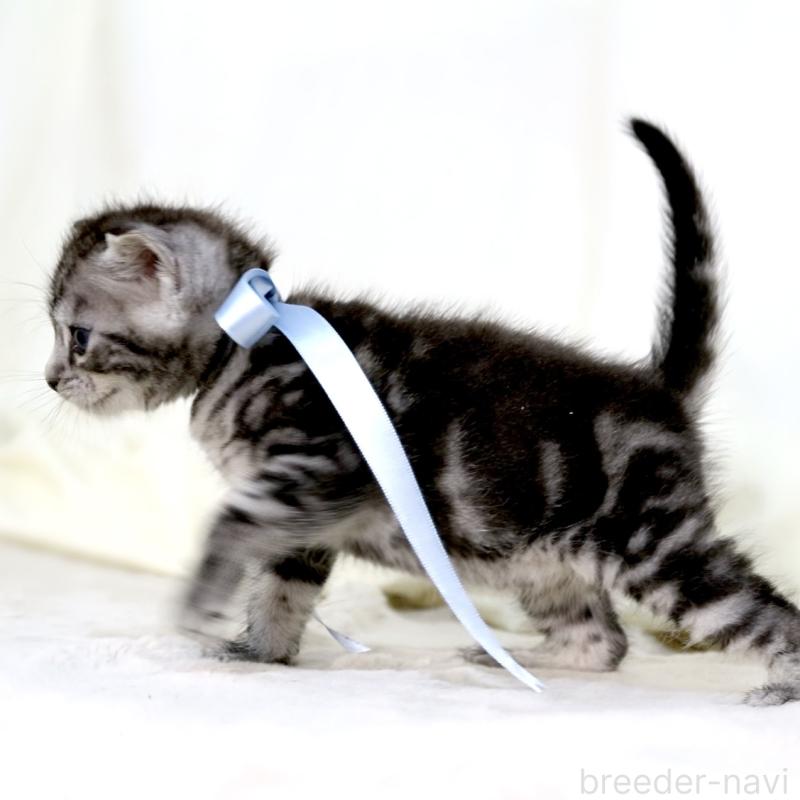 販売中の栃木県のマンチカン-137458の3枚目