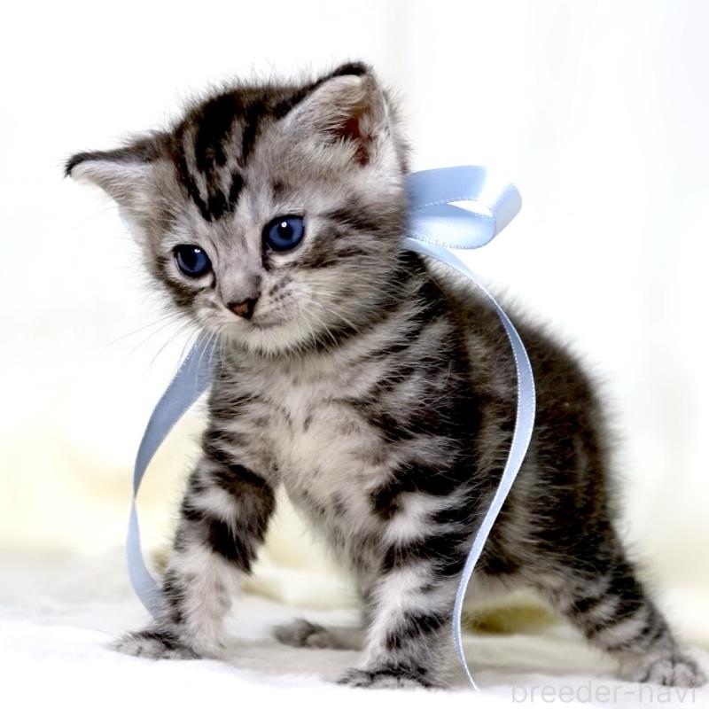 販売中の栃木県のマンチカン-137458の2枚目