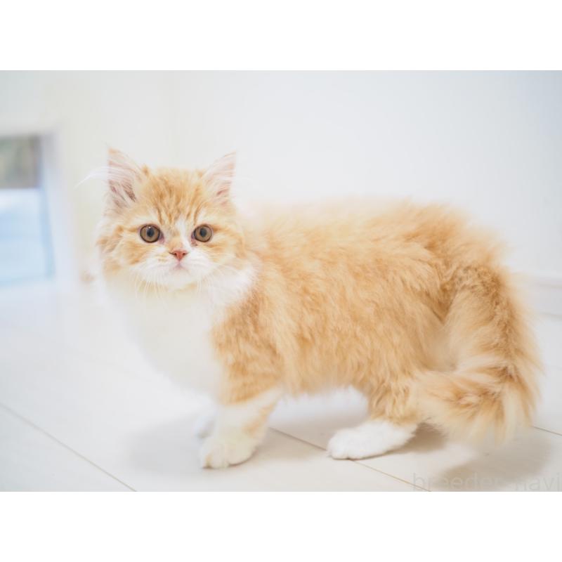 成約済の埼玉県のスコティッシュストレート-135846の12枚目