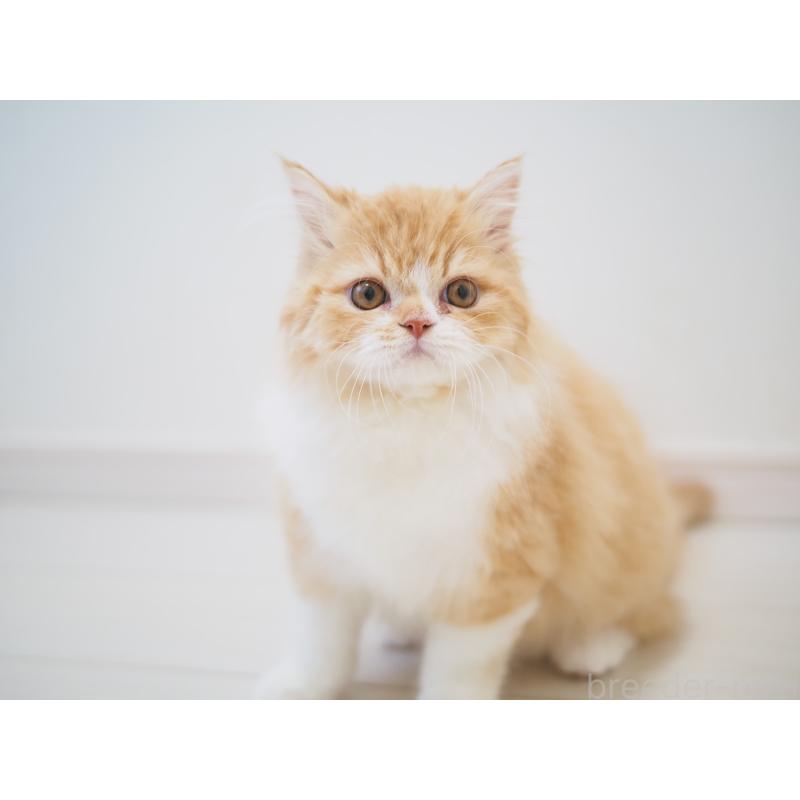 成約済の埼玉県のスコティッシュストレート-135846の11枚目