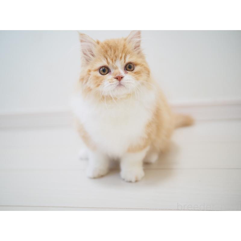 成約済の埼玉県のスコティッシュストレート-135846の10枚目