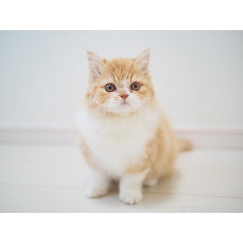 成約済の埼玉県のスコティッシュストレート-135846の9枚目