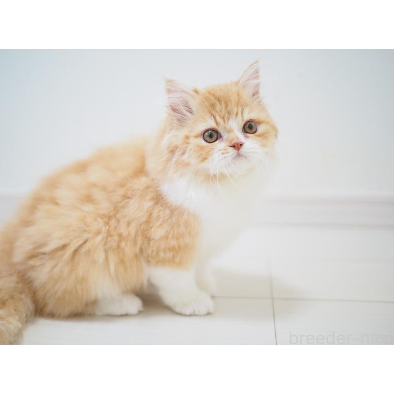 成約済の埼玉県のスコティッシュストレート-135846の8枚目