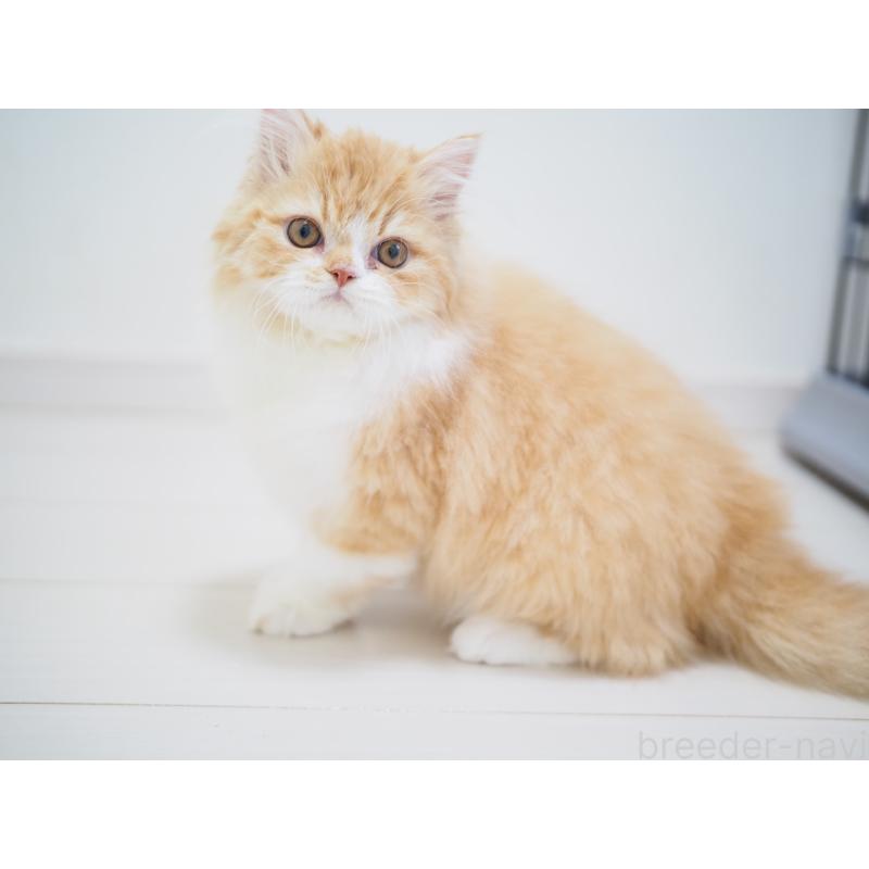 成約済の埼玉県のスコティッシュストレート-135846の7枚目