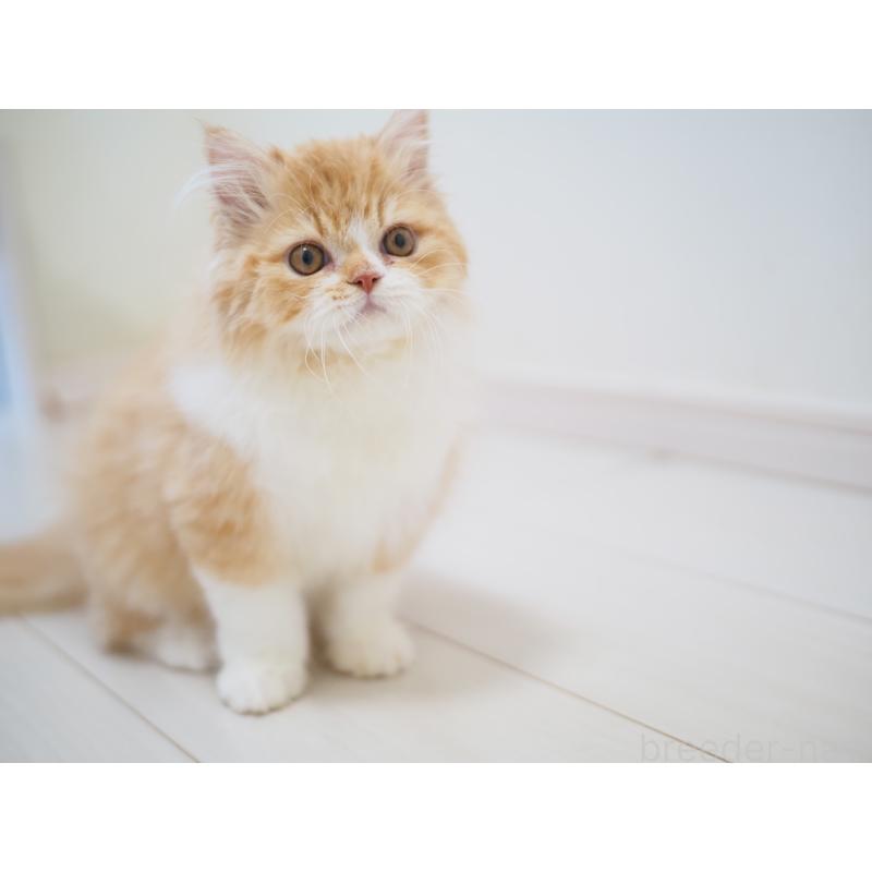 成約済の埼玉県のスコティッシュストレート-135846の6枚目