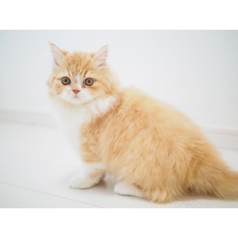 成約済の埼玉県のスコティッシュストレート-135846の5枚目