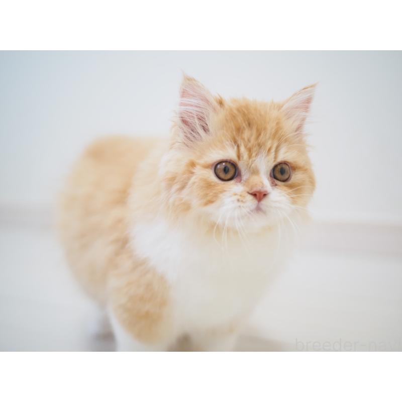 成約済の埼玉県のスコティッシュストレート-135846の4枚目