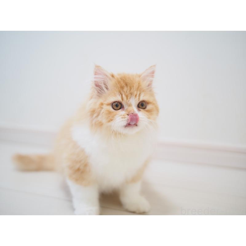 成約済の埼玉県のスコティッシュストレート-135846の3枚目