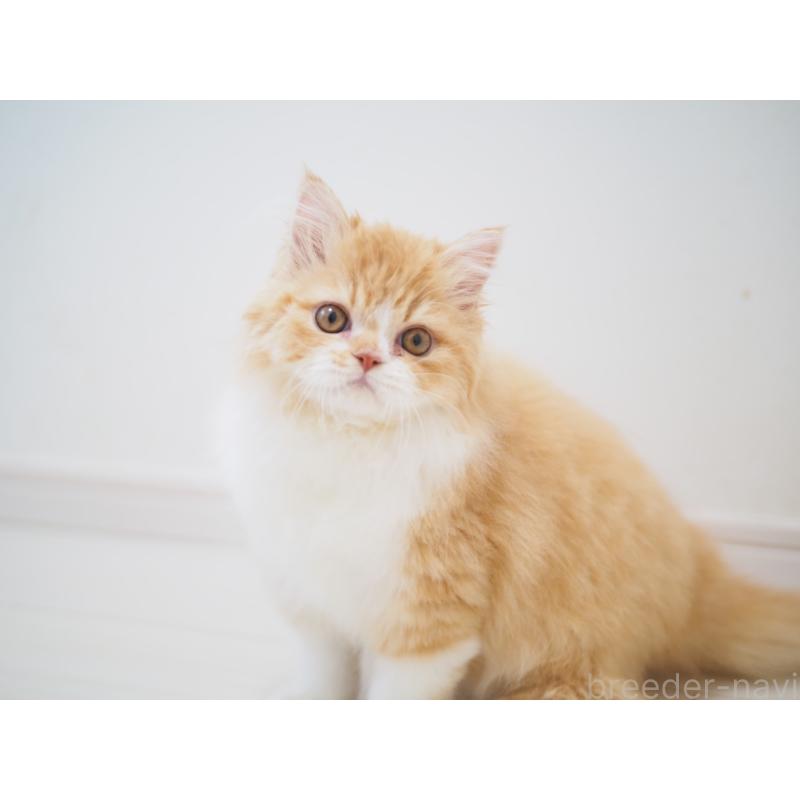 成約済の埼玉県のスコティッシュストレート-135846の2枚目