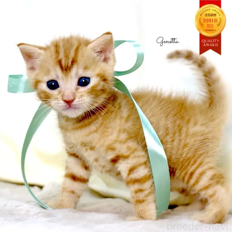 販売中の栃木県のジェネッタ-137459の1枚目