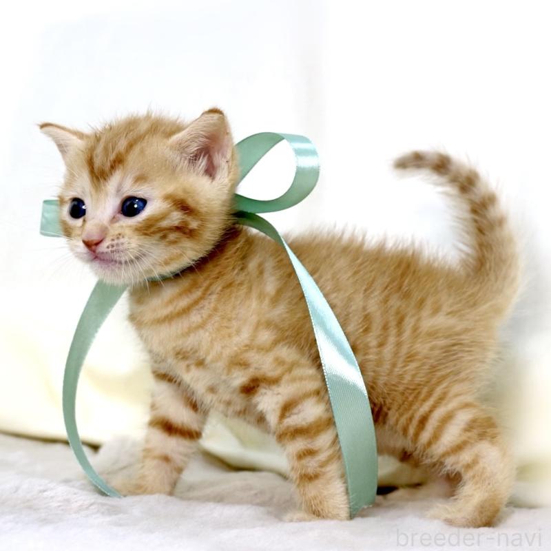 販売中の栃木県のジェネッタ-137459の9枚目