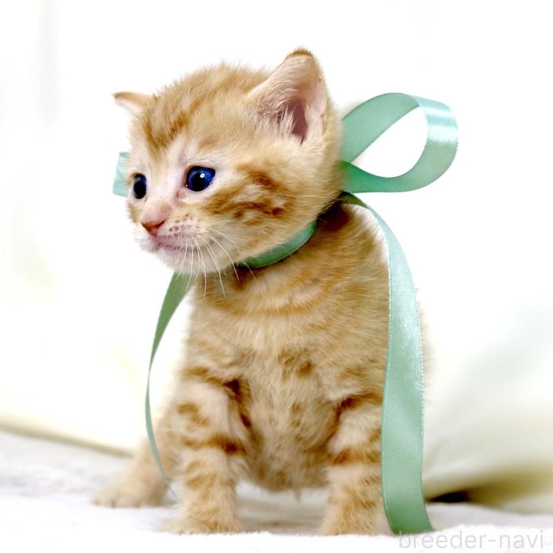 販売中の栃木県のジェネッタ-137459の6枚目