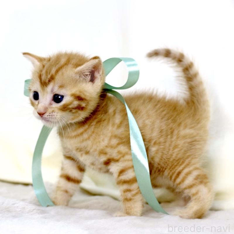 販売中の栃木県のジェネッタ-137459の5枚目