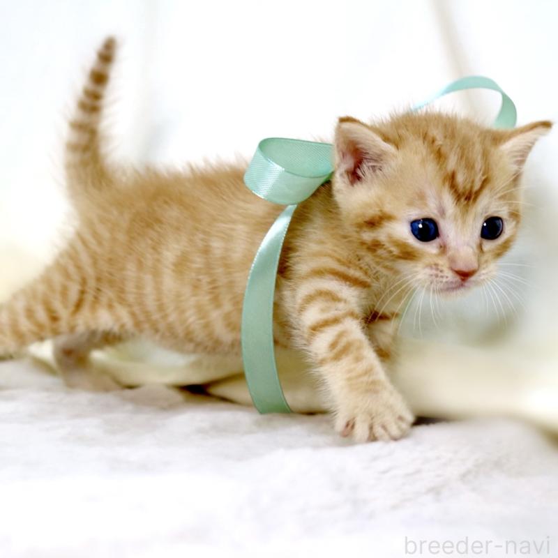 販売中の栃木県のジェネッタ-137459の4枚目