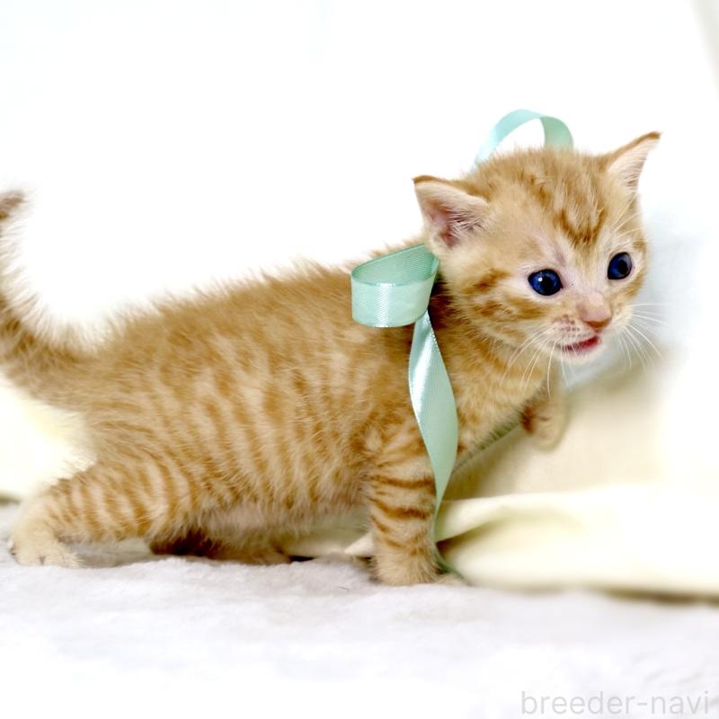 販売中の栃木県のジェネッタ-137459の2枚目