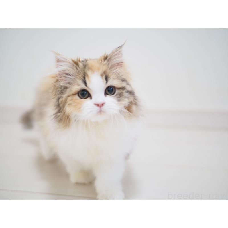 販売中の埼玉県のスコティッシュストレート-136262の12枚目