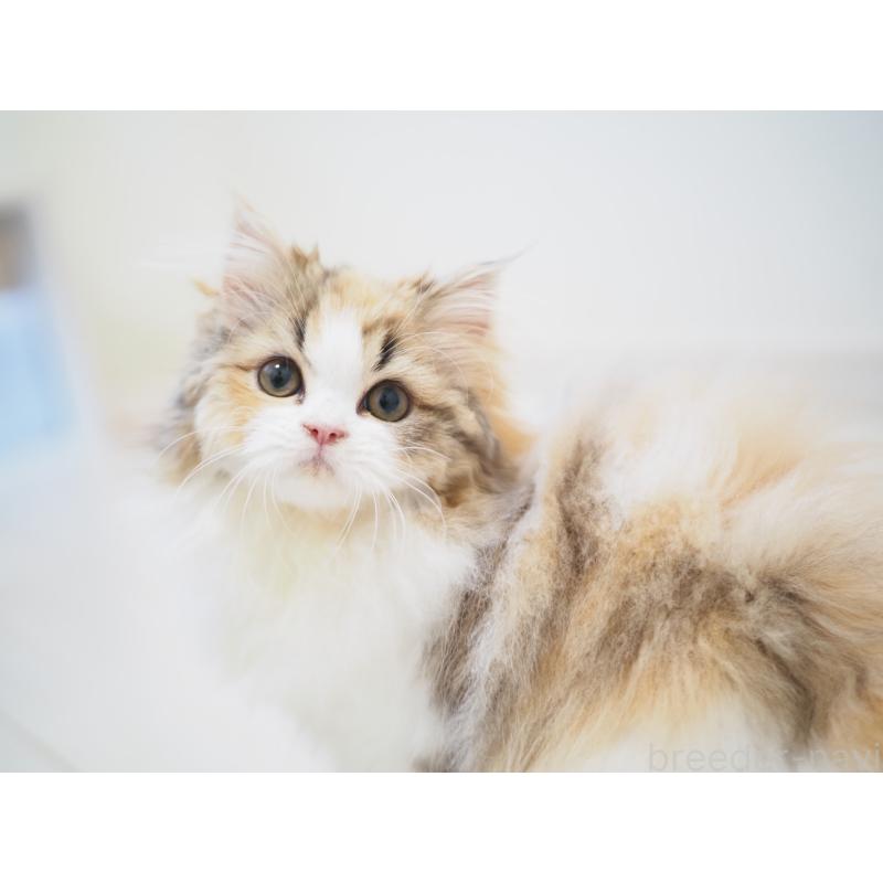 販売中の埼玉県のスコティッシュストレート-136262の11枚目